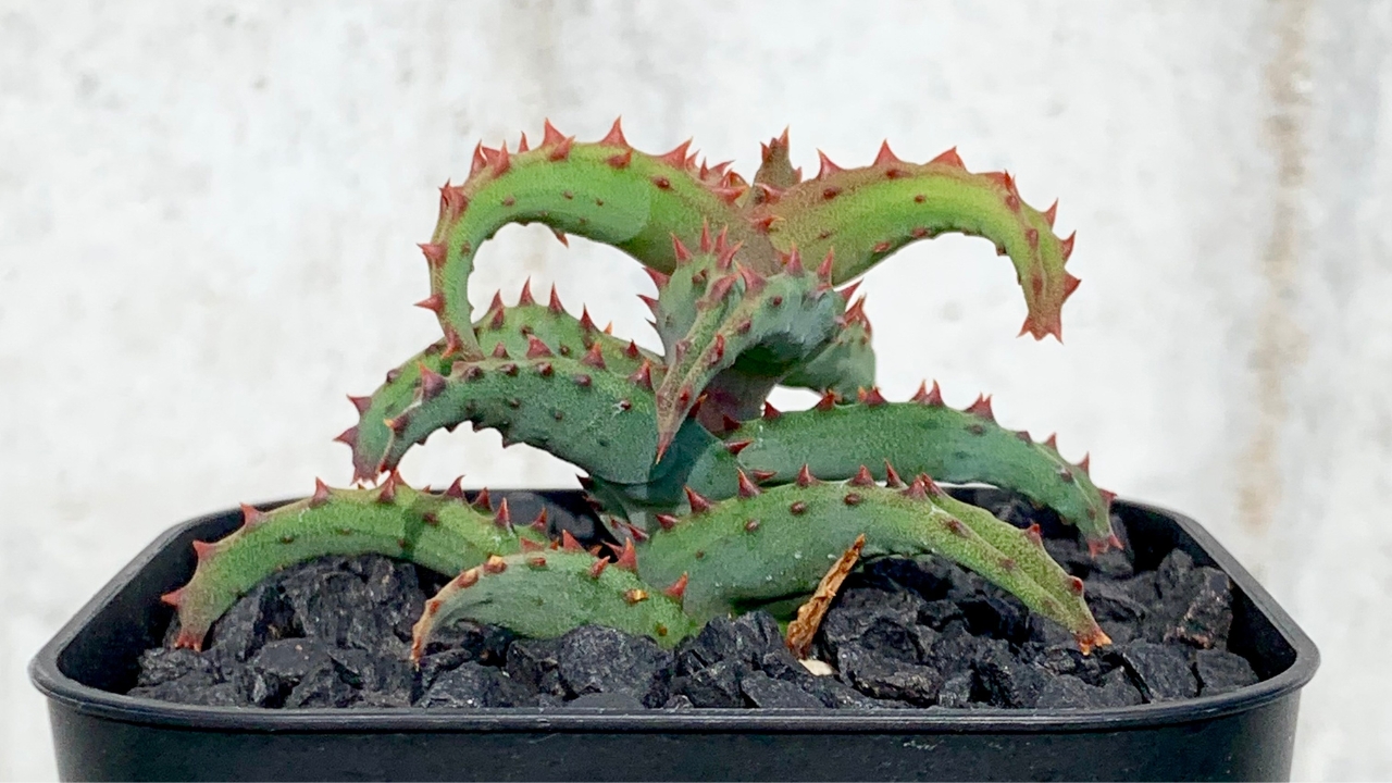 アロエ・カスティロニアエ】育て方・特徴・魅力を徹底解説！初心者でも