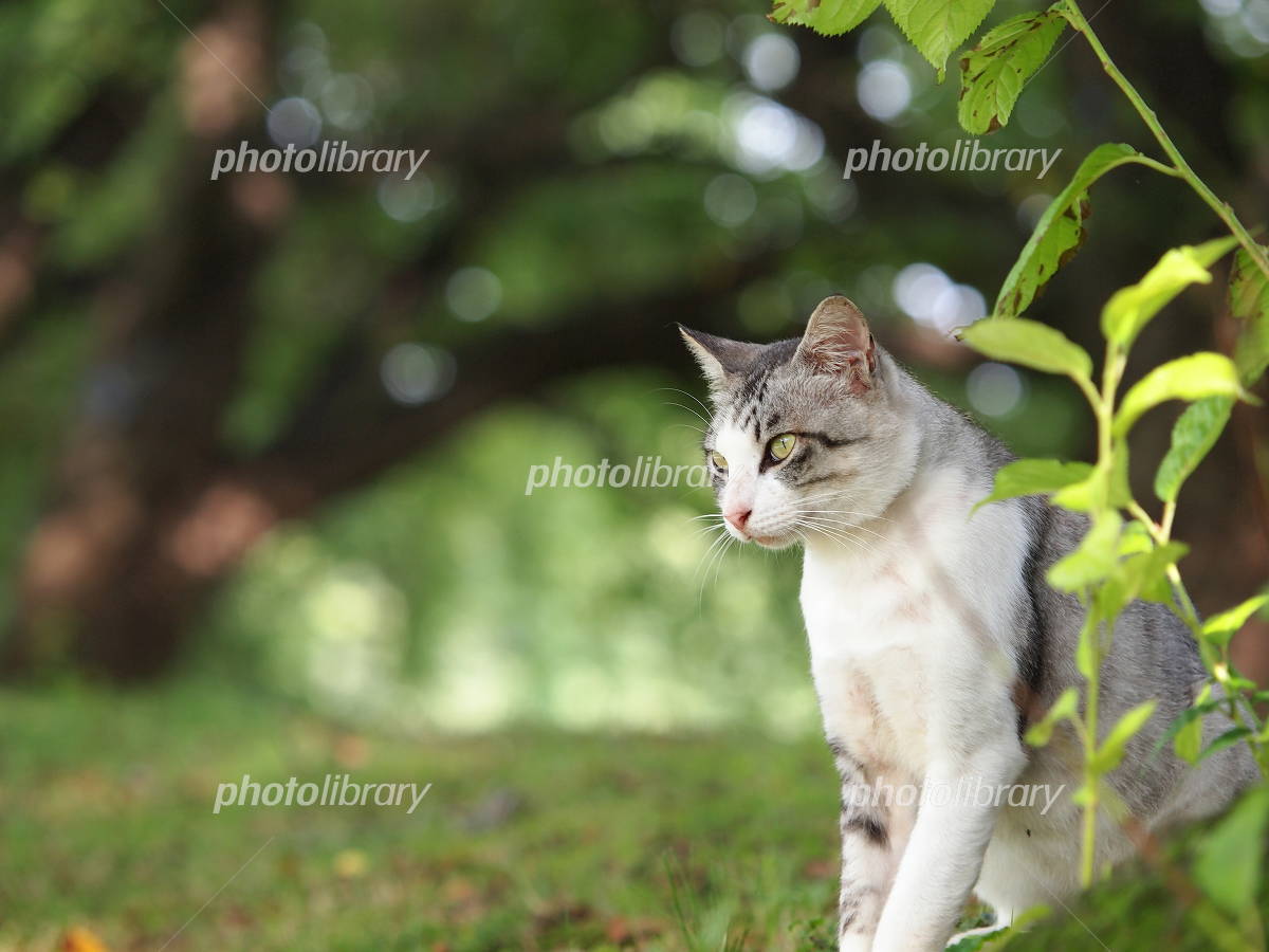 木陰の猫 木陰の猫