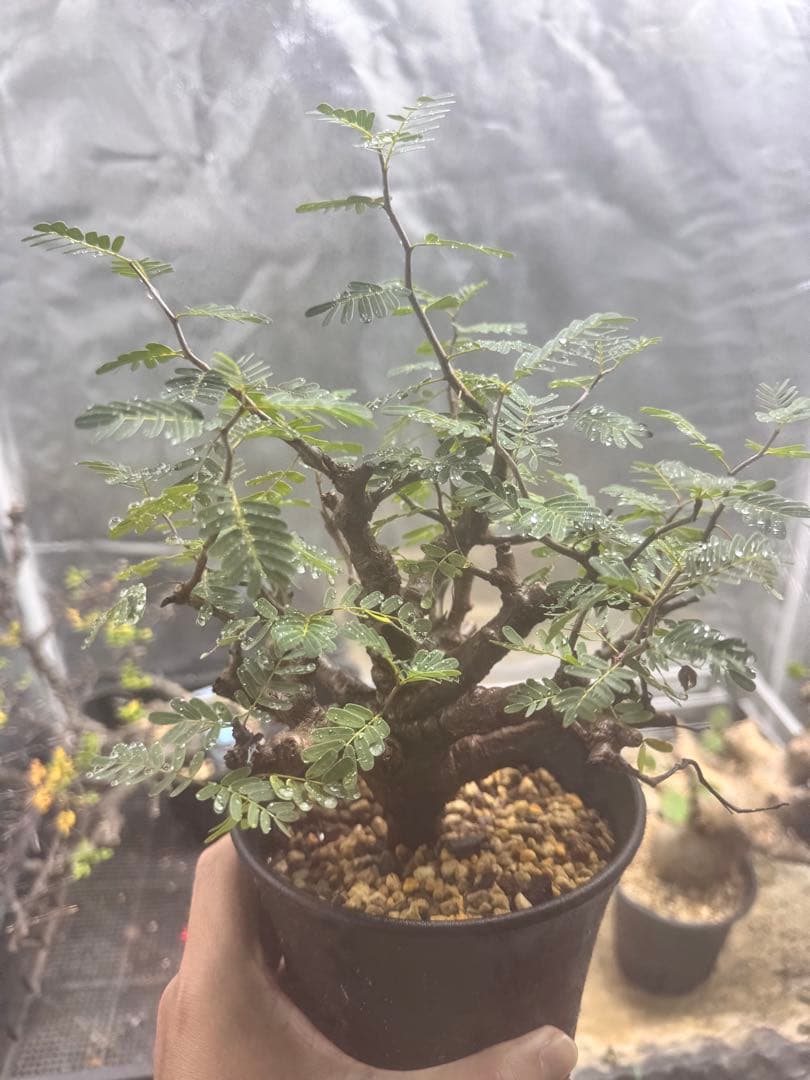 実生　センナメリディオナリス センナ メリディオナリス 実生株 Senna meridionalis 001 | Sunny