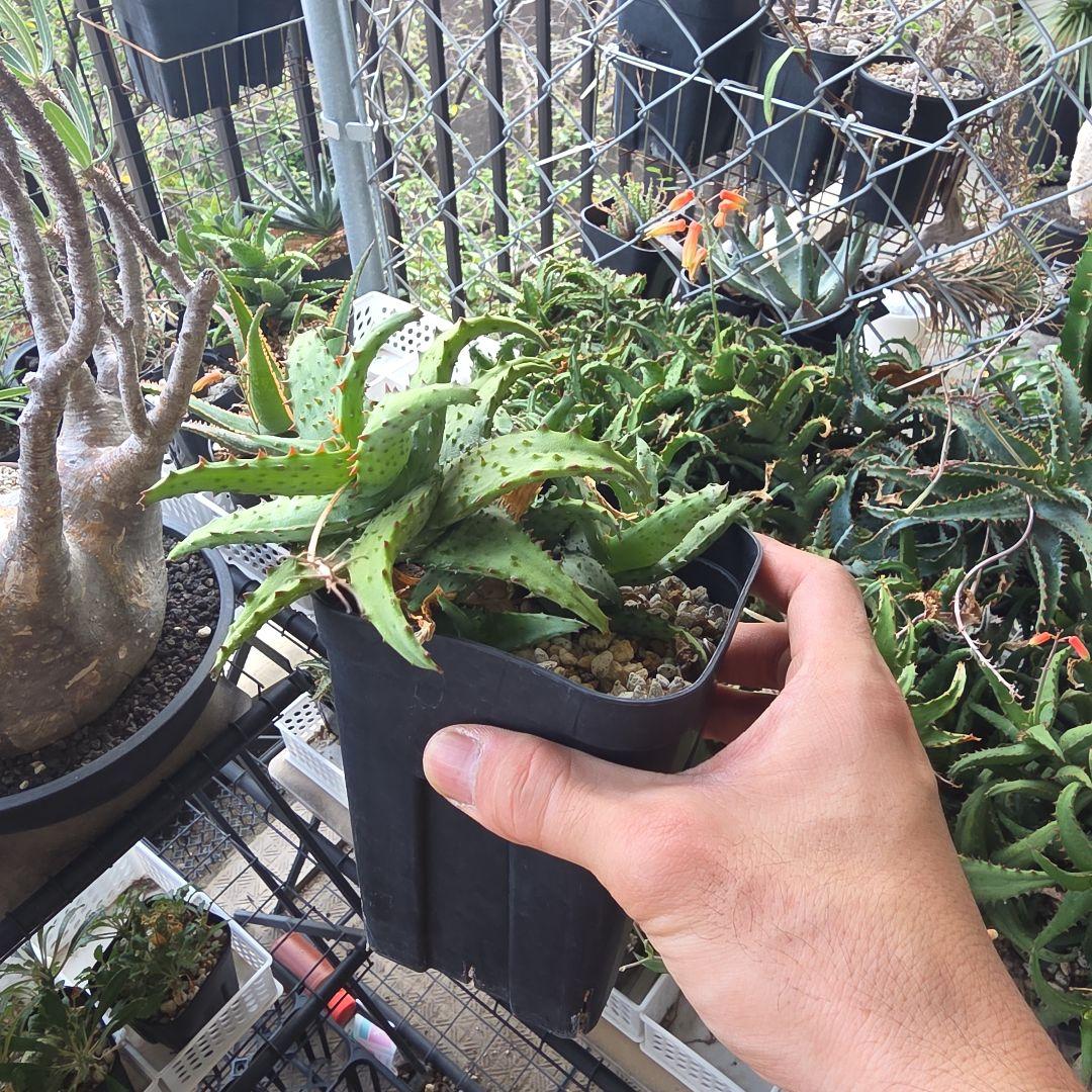 アロエ　カスティロニアエ　強棘 楽天市場】アロエ カスティロニアエ 3号ポット Aloe castilloniae